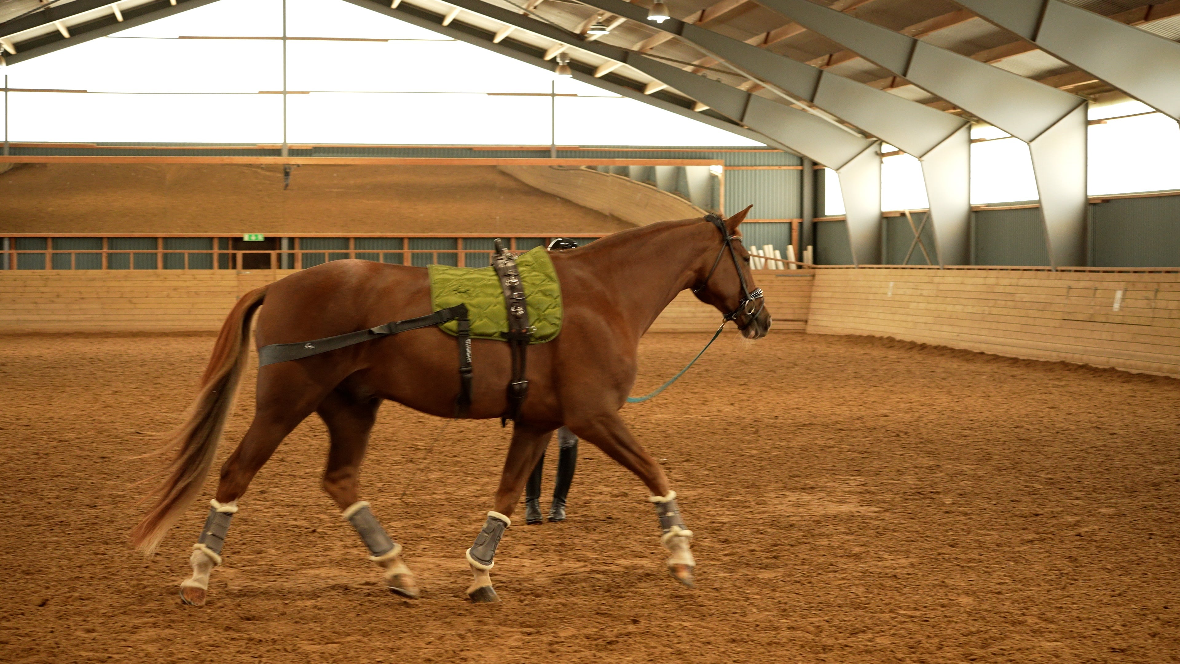 How to Strengthen Your Horse’s Back. A Guide to a Healthier, More Balanced Horse