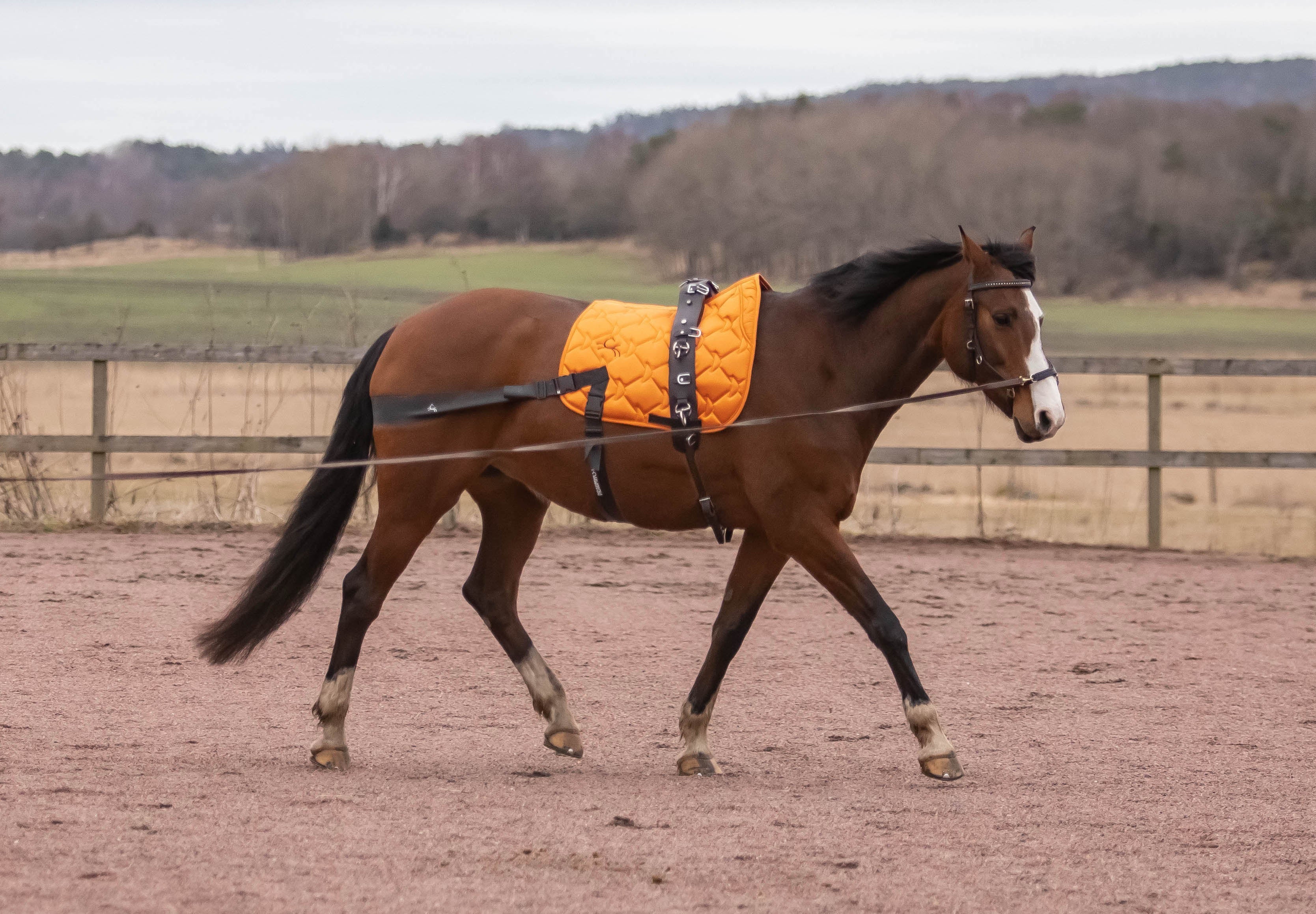 A Smarter Tool for Horse Owners. Discover CORE by D