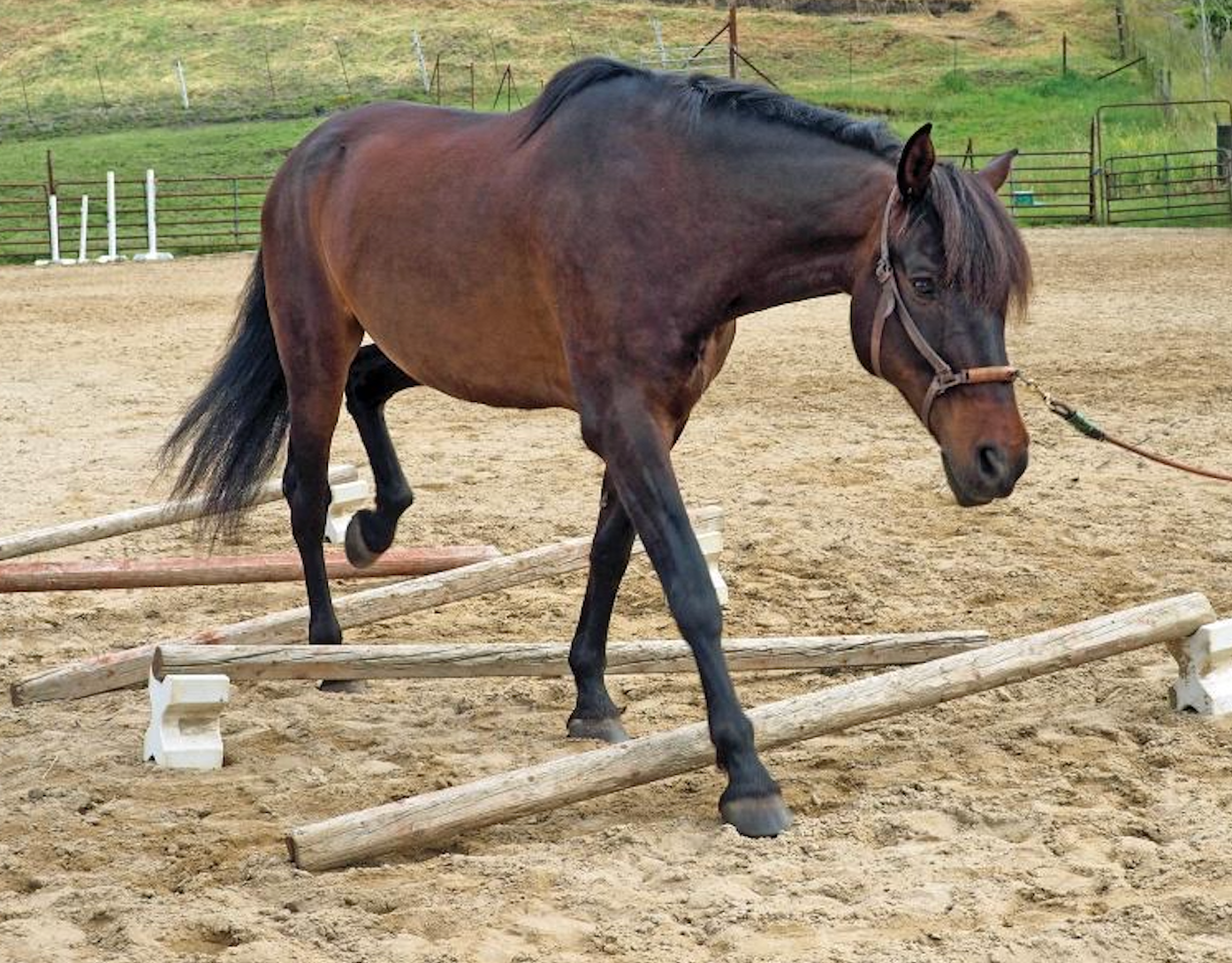 Young Horses and Core Training: A Thoughtful Starting Point